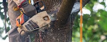 How Our Tree Care Process Works  in  Harlingen, TX